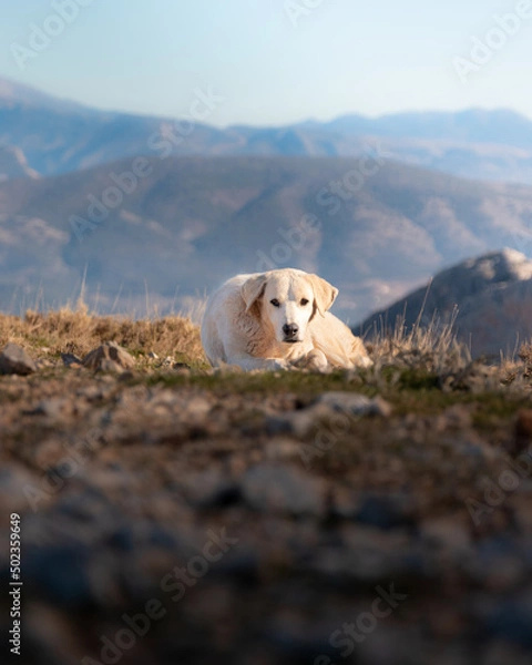 Fototapeta White shepherd dog resting on the grass in the sun looking at the camera.