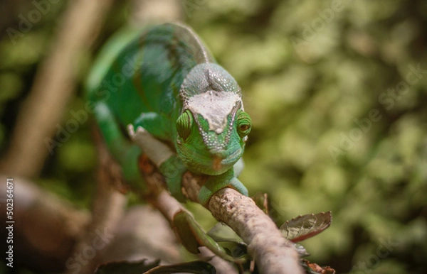 Obraz Chamäleon auf Ast sitzend