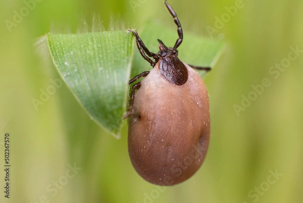 Fototapeta Tick waiting victim on blade of grass, a fat tick drunk on blood is waiting for its victim for lunch again