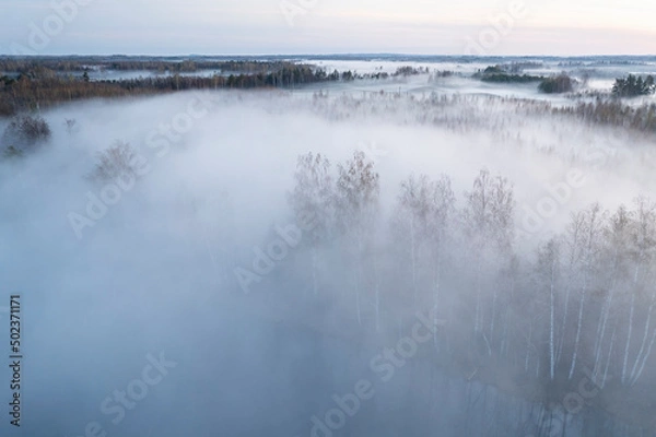 Obraz Spring fog in the woods