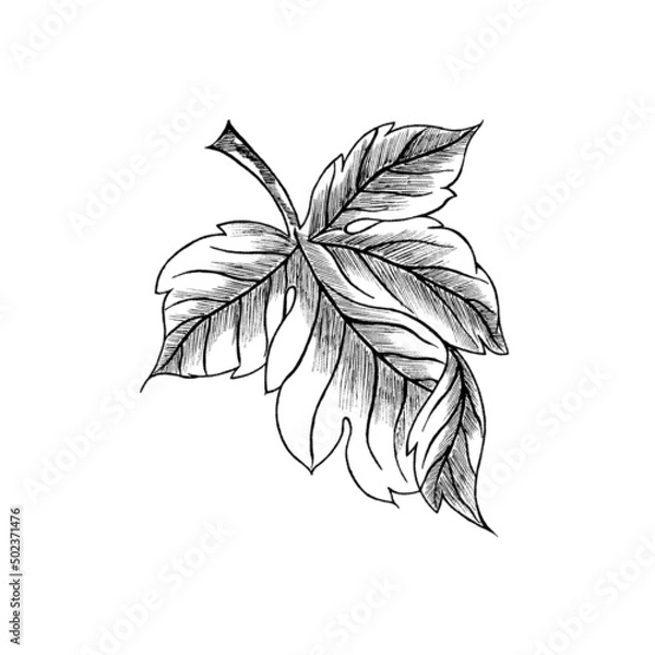 Obraz Vector sketch of a grape leaf. Grape leaf in lines on a white background. View from above. Design of packaging of juices, food products.