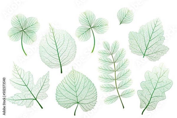 Obraz Set, green leaves veins. Vector illustration.