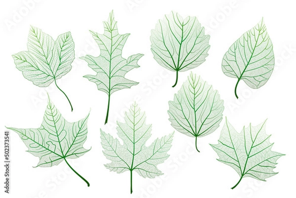 Obraz Set, green leaves veins. Vector illustration.