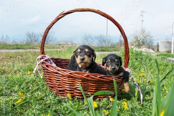 Obraz забавные щенки в корзине на зеленом лугу с одуванчиками. Домашние животные на открытом воздухе. Для статьи про собак, ветеринарная клиника. печать на календаре, блокнот, текстиль.