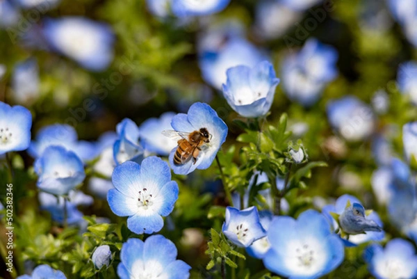 Fototapeta ネモフィラの蜜を吸いにやってきたミツバチ