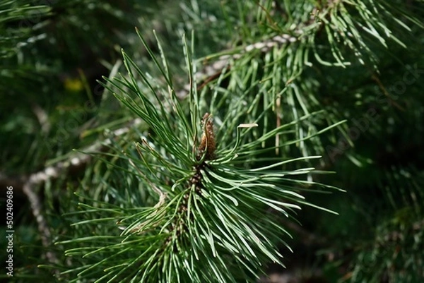 Fototapeta pine tree