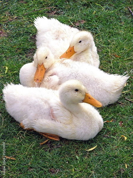 Obraz ducks
