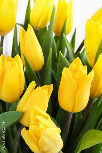Obraz желтые тюльпаны