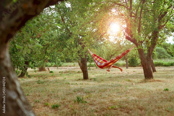 Fototapeta Children's bare feet hang from a hammock in a picturesque apple orchard.