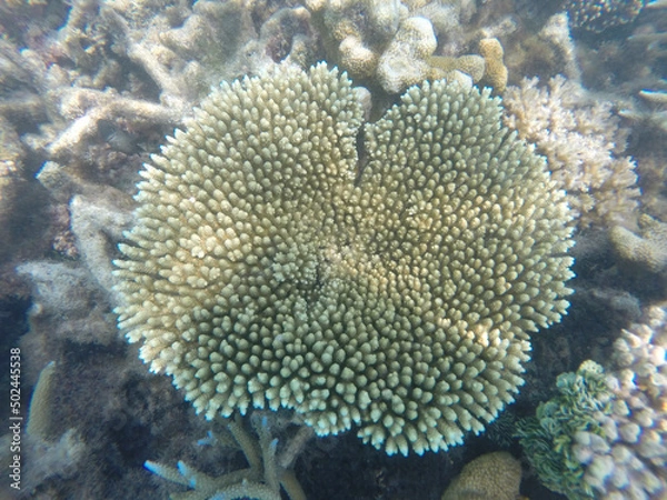 Fototapeta Deep in the Indian Ocean. Coral reefs and its inhabitants.