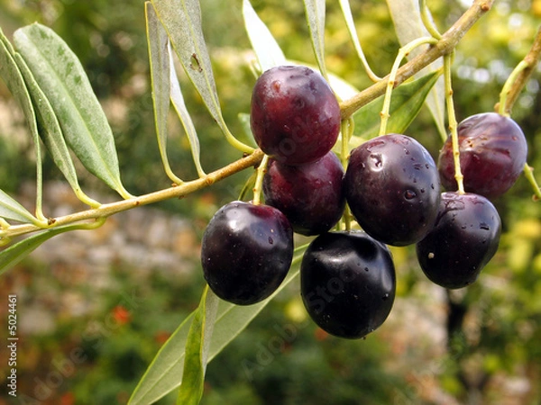 Fototapeta Olivenzweig 3