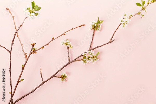 Fototapeta Blooming tree branch spring on pink background. Minimal concept, spring Easter background.