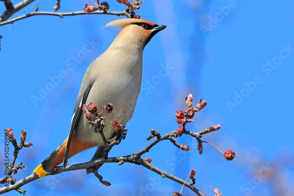 Obraz Bohemian waxwing perched on the tree