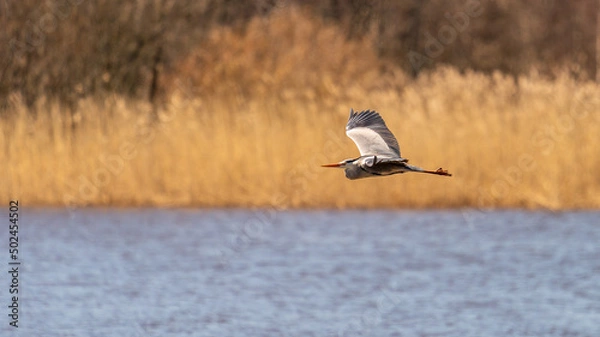Obraz Grey heron in flight