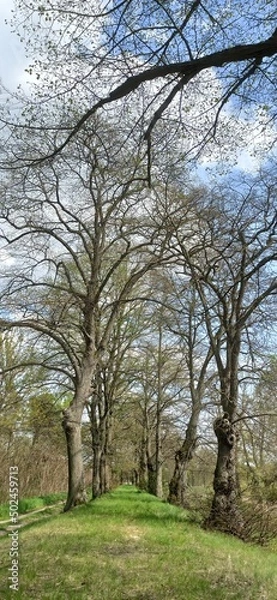 Obraz trees in the park