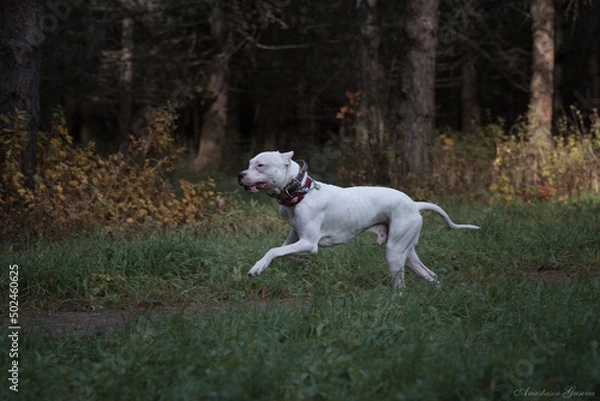 Obraz great dane dog