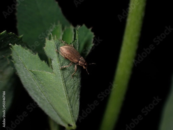 Fototapeta beetle of Curculionidae, may be Tanymecus p.
