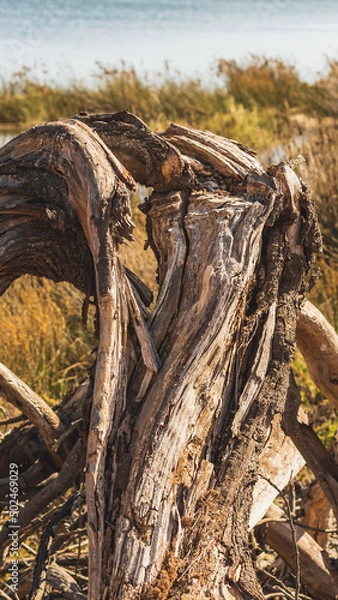 Fototapeta Old broken tree trunk on the beach on a sunny day.