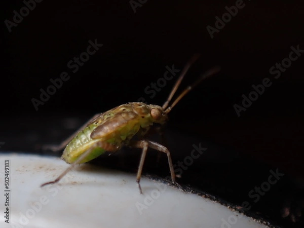 Fototapeta Heteroptera nymph seemingly Lygus pratensis