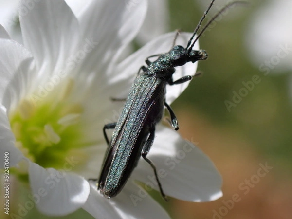 Fototapeta beetle Oedemera sp.