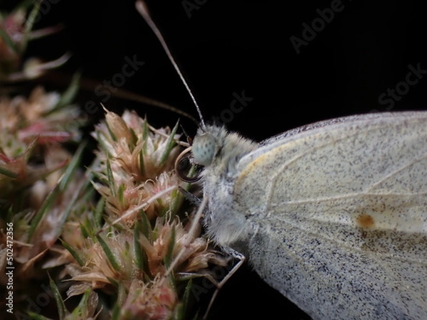 Fototapeta Pieris rapae on blossoms