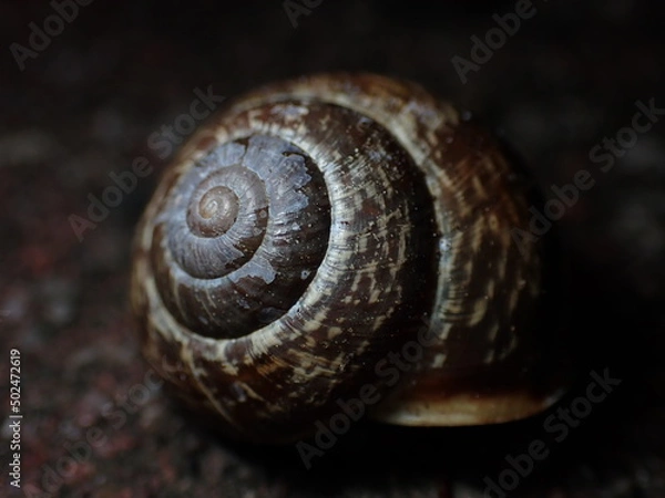 Fototapeta Arianta arbustorum