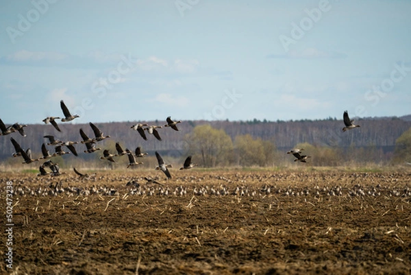 Fototapeta A huge flock of wild geese flies over the field against the blue sky