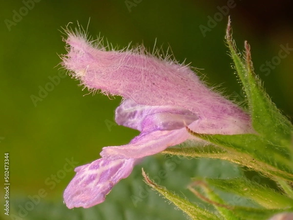Fototapeta Ballota nigra blossom side view close-up