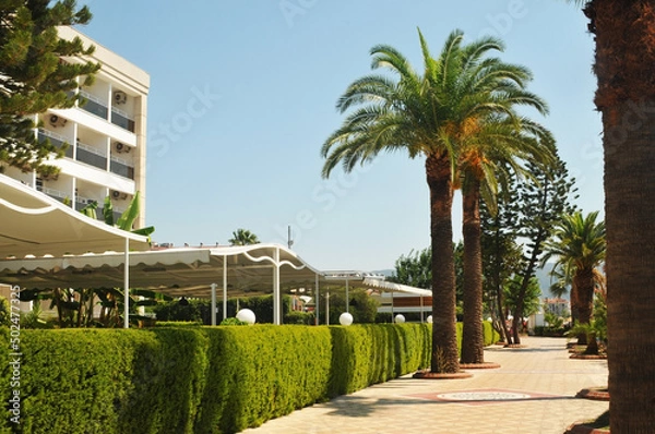 Fototapeta Alley with rows of palms and hedge against a clear sky