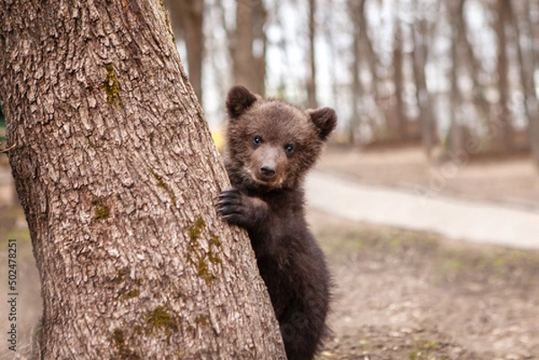 Fototapeta Portrait of a little bear cub climbing a tree. Wildlife protection concept.