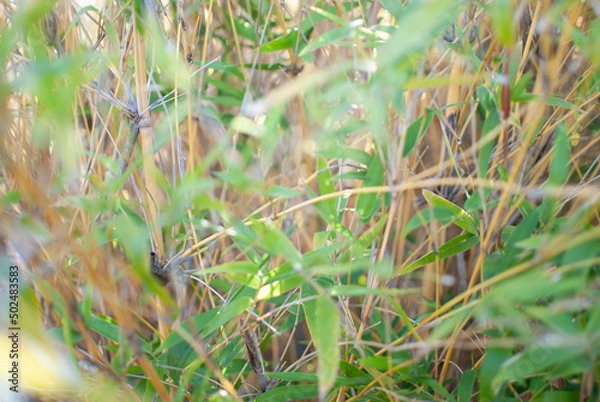 Obraz bamboo and leaves textured background
