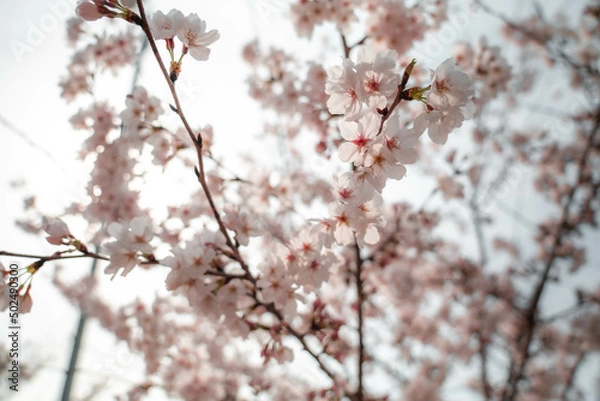 Obraz 吉備津神社の桜