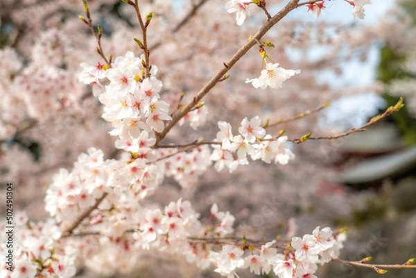 Obraz 吉備津神社の桜