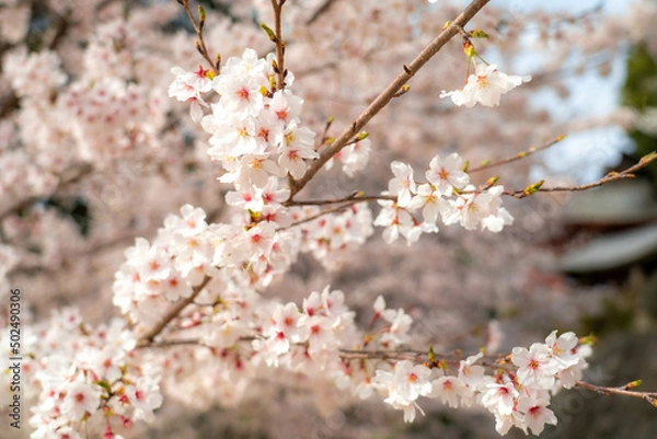 Obraz 吉備津神社の桜