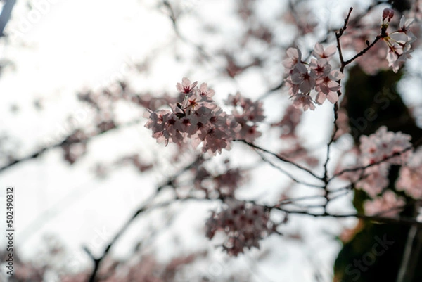 Obraz 吉備津神社の桜