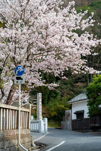 Obraz 吉備津神社の桜