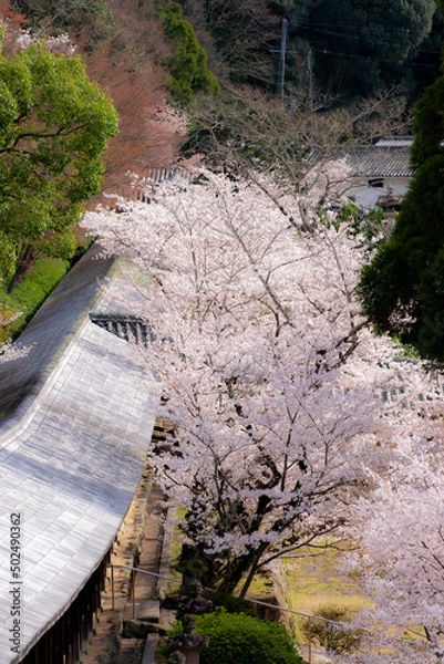 Obraz 吉備津神社の桜