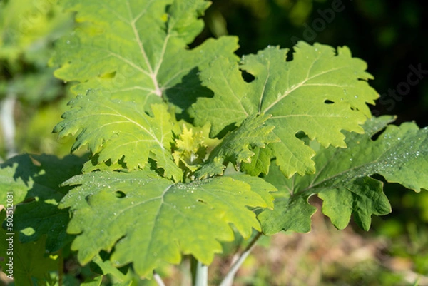 Fototapeta ヤマサ蒲鉾株式会社の芝桜