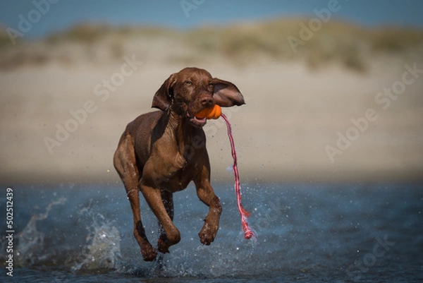 Fototapeta Drahthaar Vizsla, Ungarischer Jagdhund, Ungarischer Vorstehhund, Vizsla