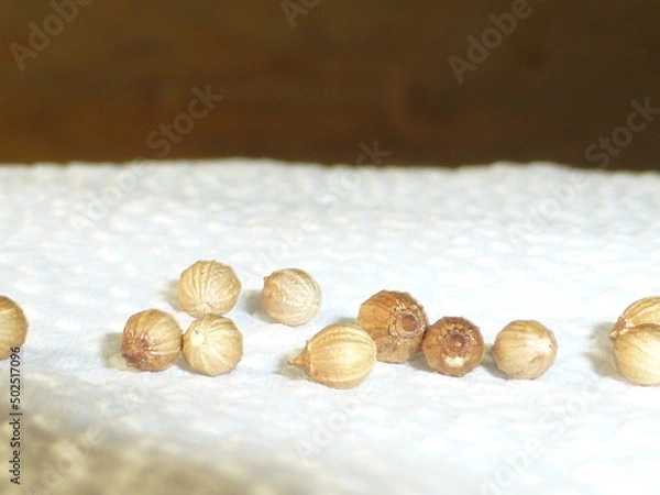 Obraz coriander seeds