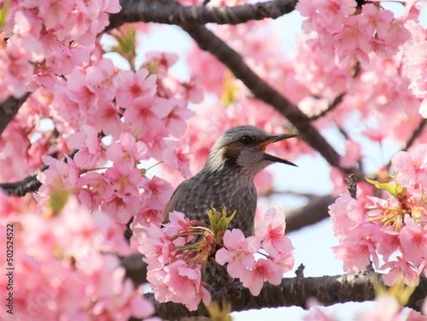 Obraz ヒヨドリのさえずり