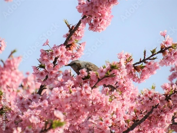 Obraz 桜の花と野鳥のヒヨドリ
