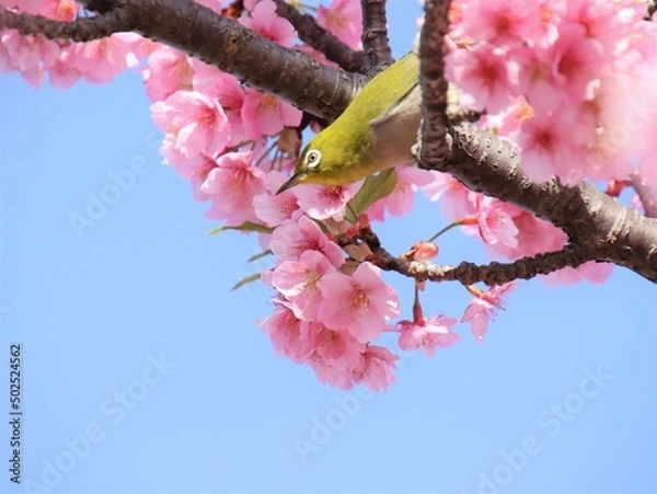 Obraz 桜の木に止まるメジロ