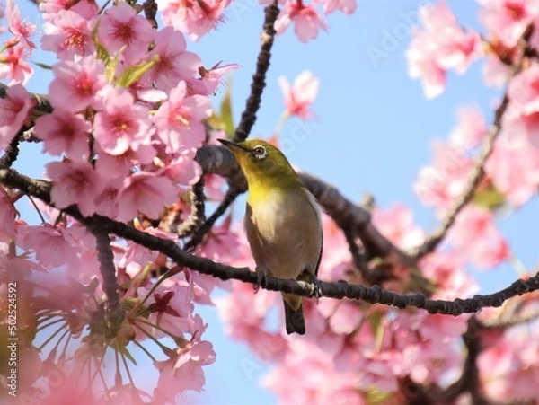 Obraz 桜の木とメジロ