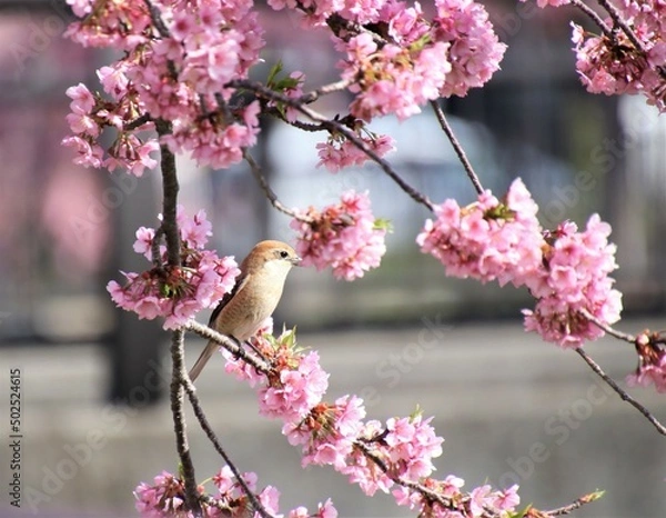 Obraz 桜の花と野鳥のモズ