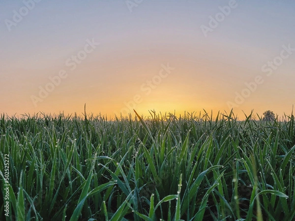 Obraz Frühlingswiese