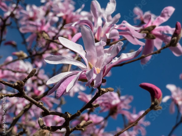 Fototapeta Close-up shot of the Pink star-shaped flowers of blooming Star magnolia - Magnolia stellata cultivar 'Rosea' in bright sunlight in spring with dark blue sky in background. Beautiful magnolia scenery