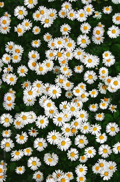Obraz Daisy