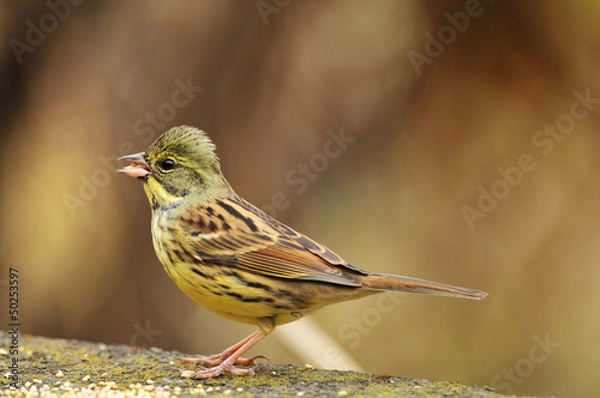 Fototapeta アオジ