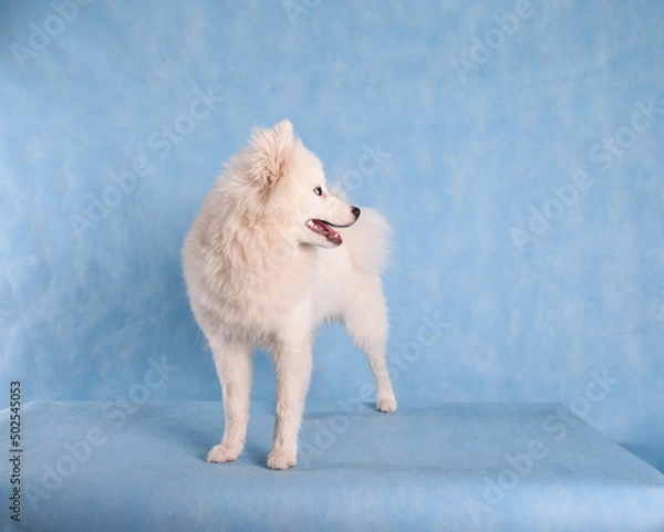 Fototapeta Portrait of a beautiful white fluffy dog on a blue background in the studio